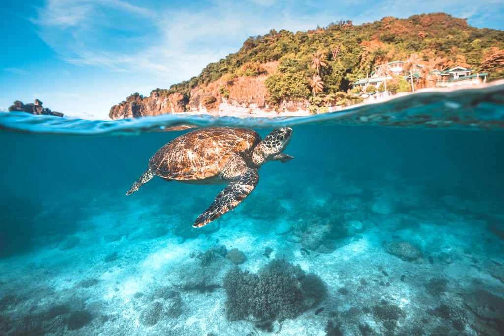 Turtle in Ocean 