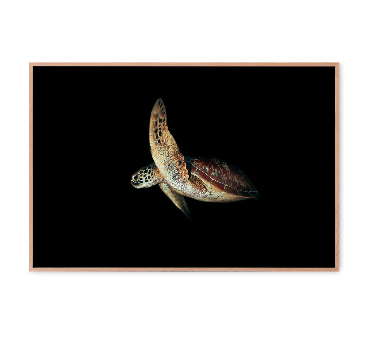 Turtle Eclipse – Scandi Collective